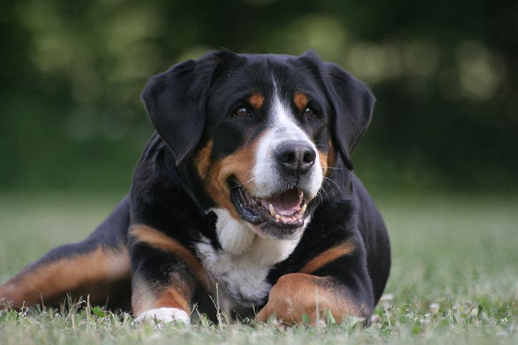 Greater-Swiss-Mountain-Dog-laying-down-in-the-grass