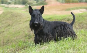 cesky-terrier-alaska dog works