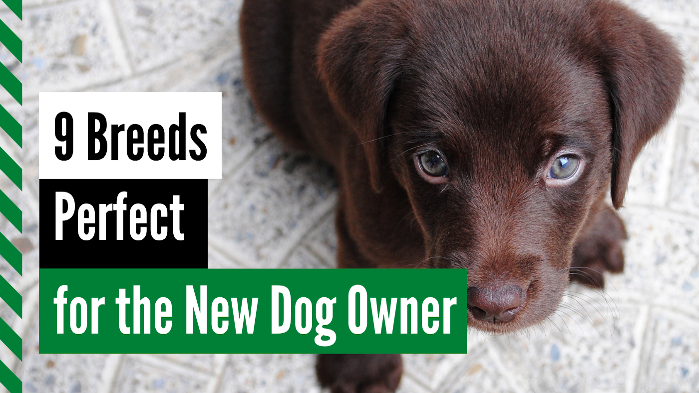 9 breeds perfect for new dog owners