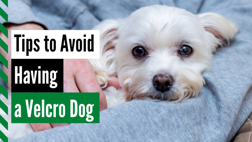 tips to avoid having a velcro dog