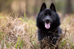 schipperke alaska dog works