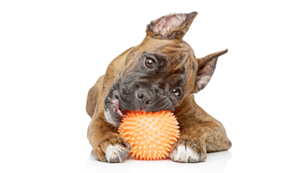 5 easy steps to stop your puppy from biting Alaska Dog Works