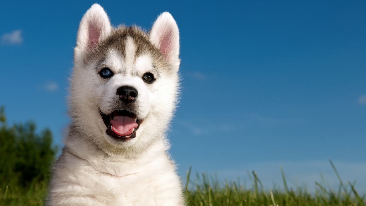 How To Teach a Puppy its Name Alaska Dog Works