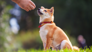Dog Training Psychology Alaska Dog Works