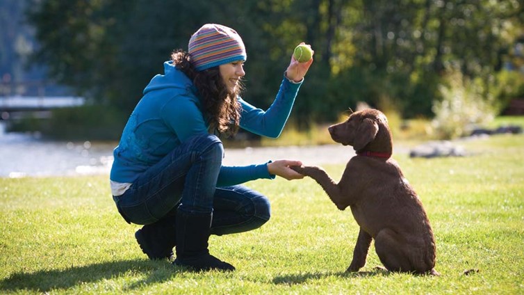 why training your dog is so important Alaska Dog Works