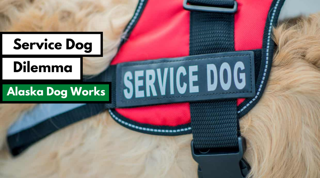Service Dog Dilemma Alaska Dog Works