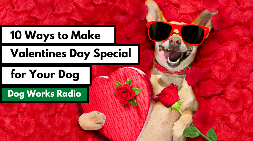 10 ways to make valentines special for your dog Alaska Dog Works