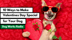 10 Ways to Make Valentine’s Special with your Dog