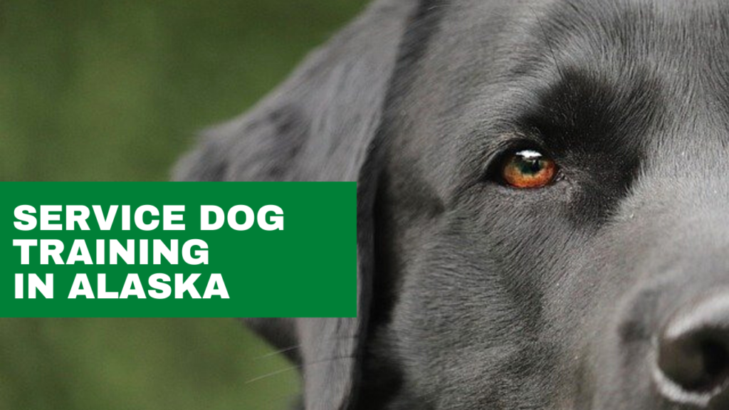 service dog training in alaska