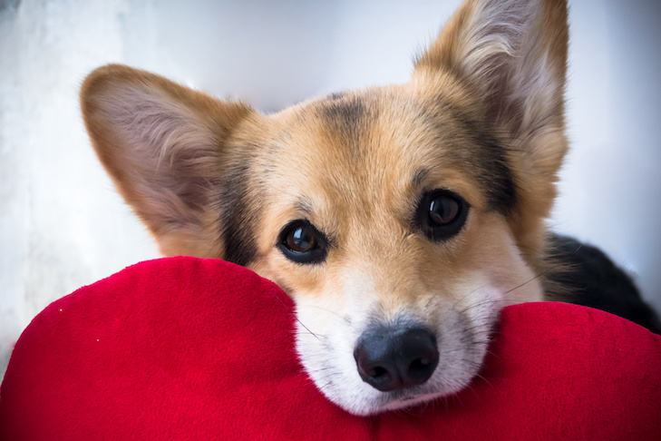 Valentine's safety tips for your dog Alaska Dog Works