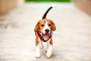 Why do dogs wag their tails