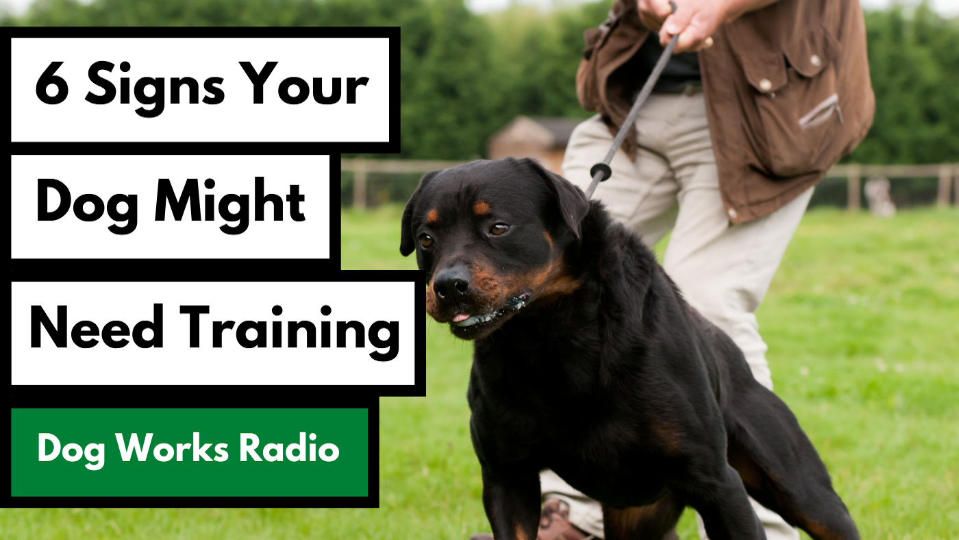 6 Signs Your Dog Might Need Training - Alaska Dog Works
