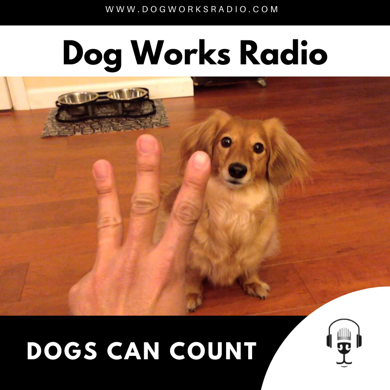 counting dogs dog works radio