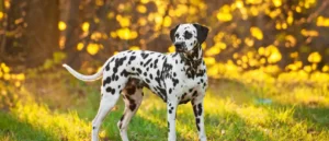 the price of dog breed popularity