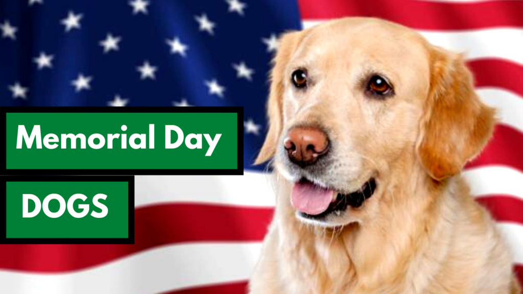 Memorial Day and Dogs dog works radio