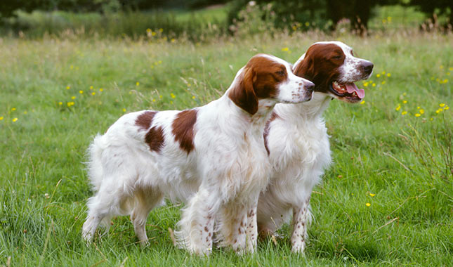 spektrum Logisk bestå How to Train an Irish Red and White Setter - Alaska Dog Works