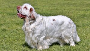 ClumberSpaniel alaska dog works