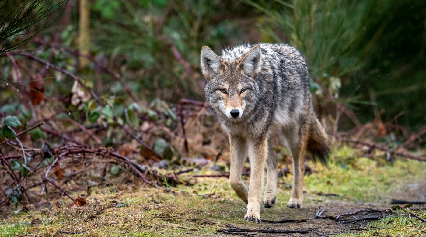 Will coyotes attack dogs? 