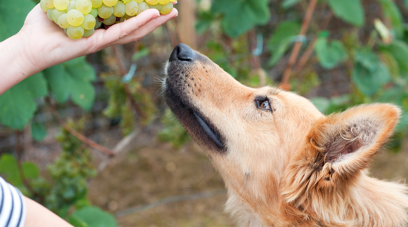 why are grapes bad for dogs?