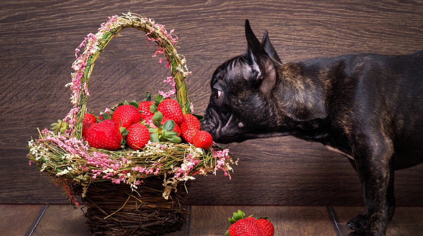 Can dogs eat strawberries? 