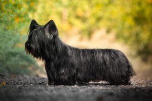 Skye-Terrier alaska dog works