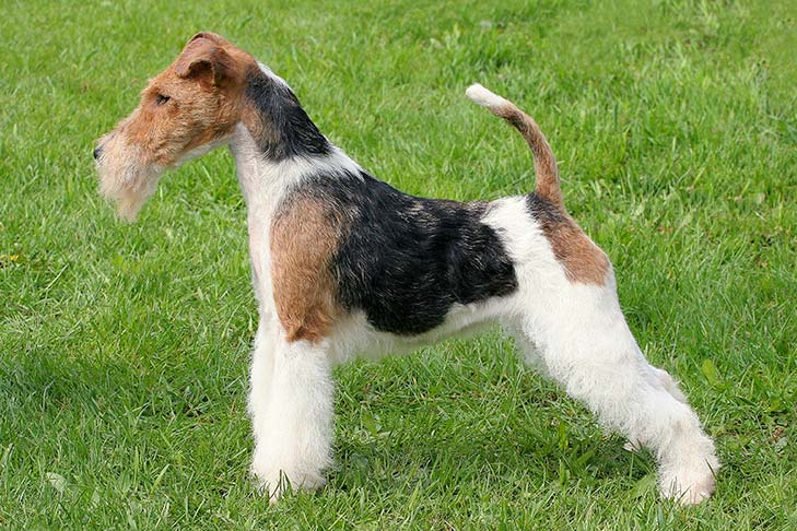 how to train a wire fox terrier alaska dog works
