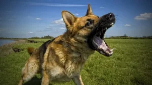 dog aggression experts alaska dog works