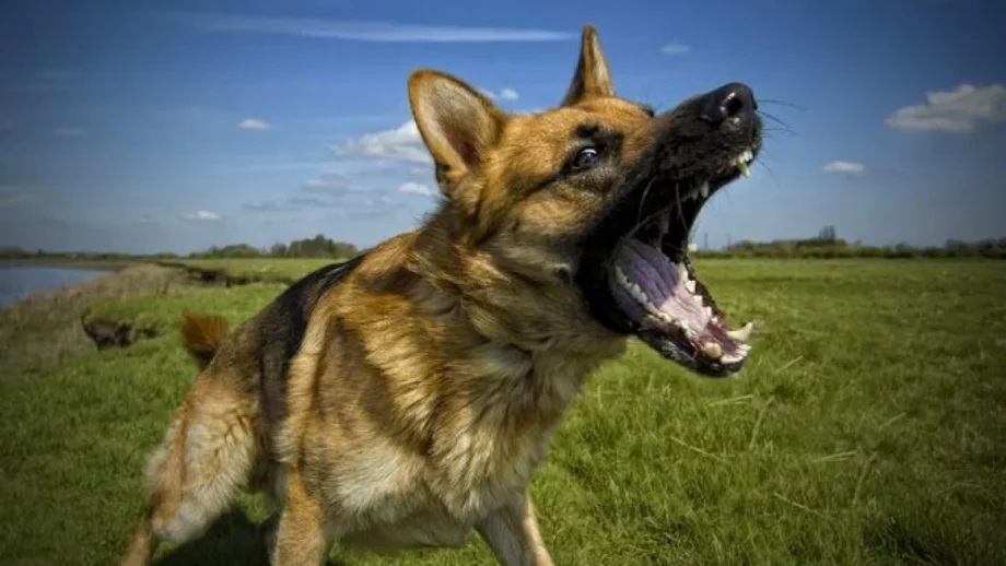 dog aggression experts alaska dog works