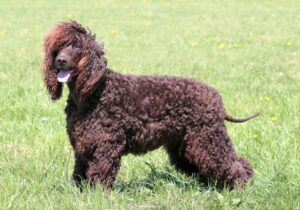 irish-water-spaniel-alaska-dog-works