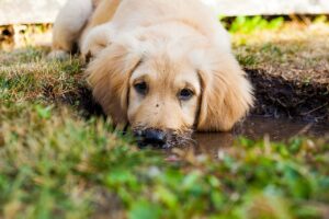 reasons why dogs like to dig Alaska Dog Works