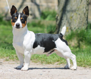 Teddy Roosevelt Terrier Alaska Dog Works