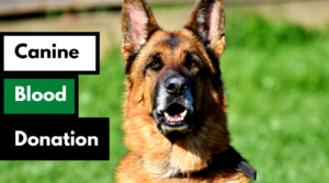 canine blood donation dog works radio