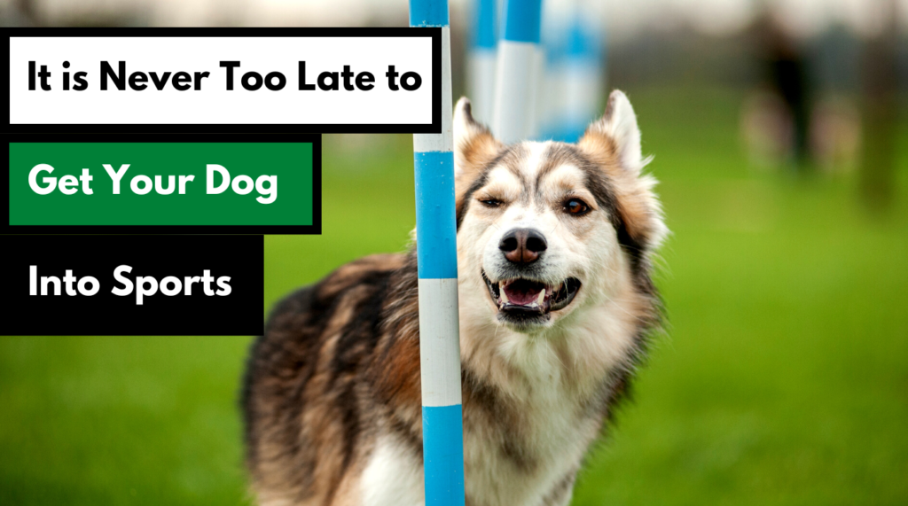 dog works radio it is never too late to get your dog into sports
