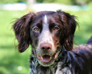 small munsterlander Alaska dog works