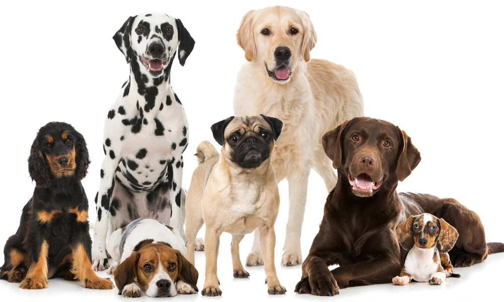 dog breed groups explained alaska dog works