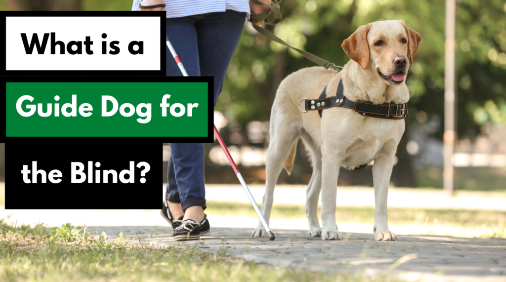 what is a guide dog for the blind