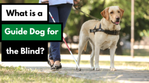 what is a guide dog for the blind