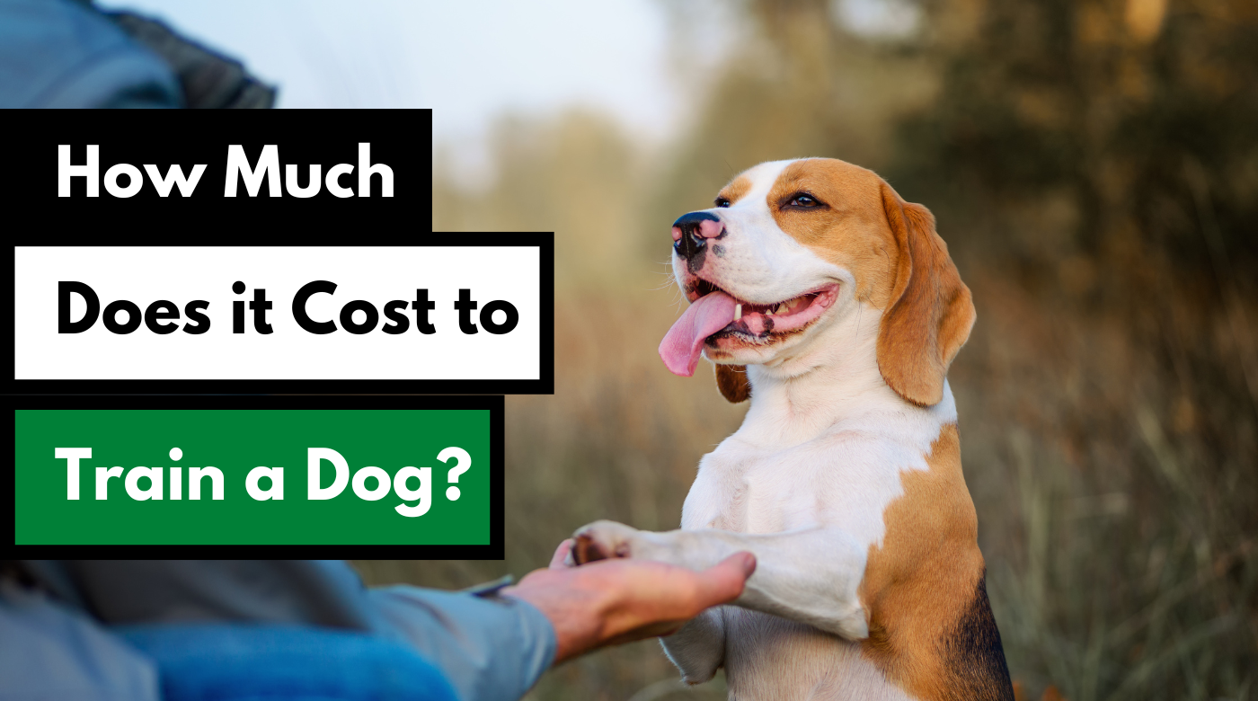 how much does it cost to train a dog for seizures