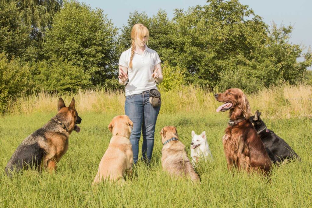 alaska-dog-works-a-group-of-dogs-listen-to-the-commands-of-the-dog-trainer