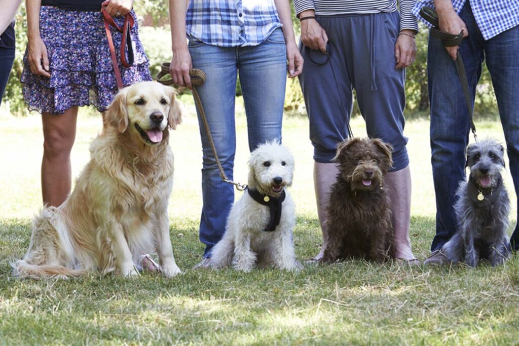 alaska-dog-works-group-of-dogs-with-owners-at-dog-training-obedience-class
