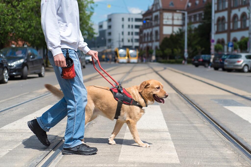 alaska-dog-works-guide-dog-training-to-help-a-blind-man-through-the-city