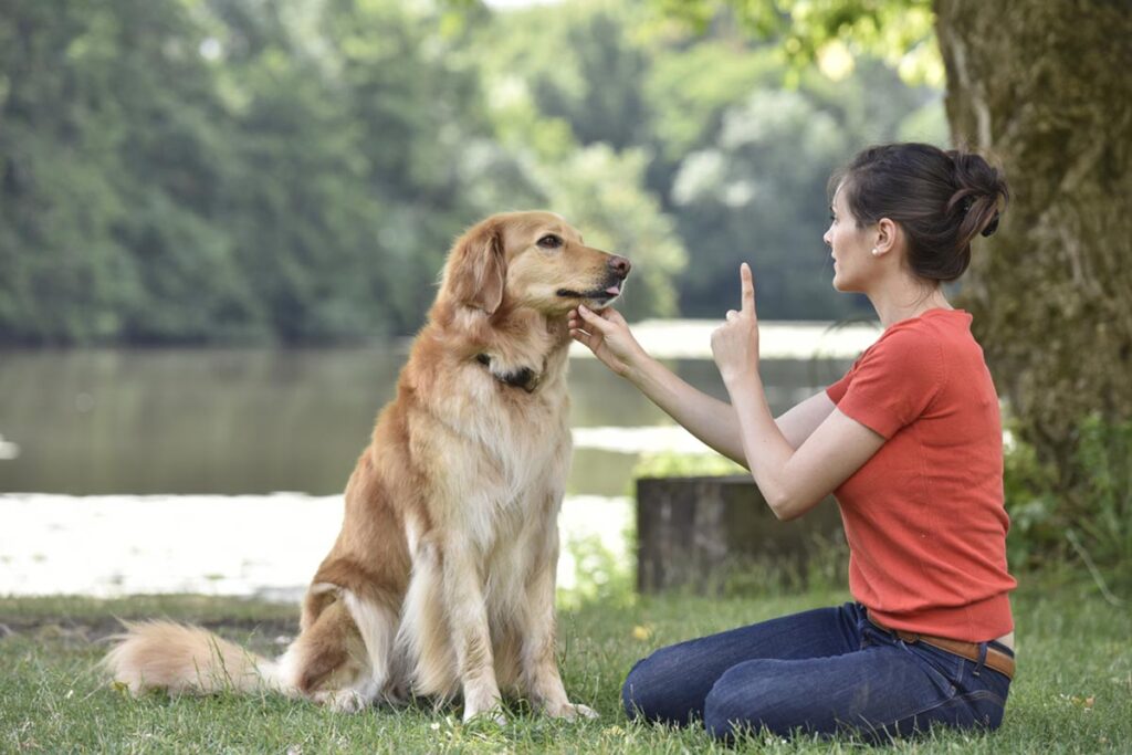 alaska-dog-works-professional-dog-trainer-at-the-park-giving-commands