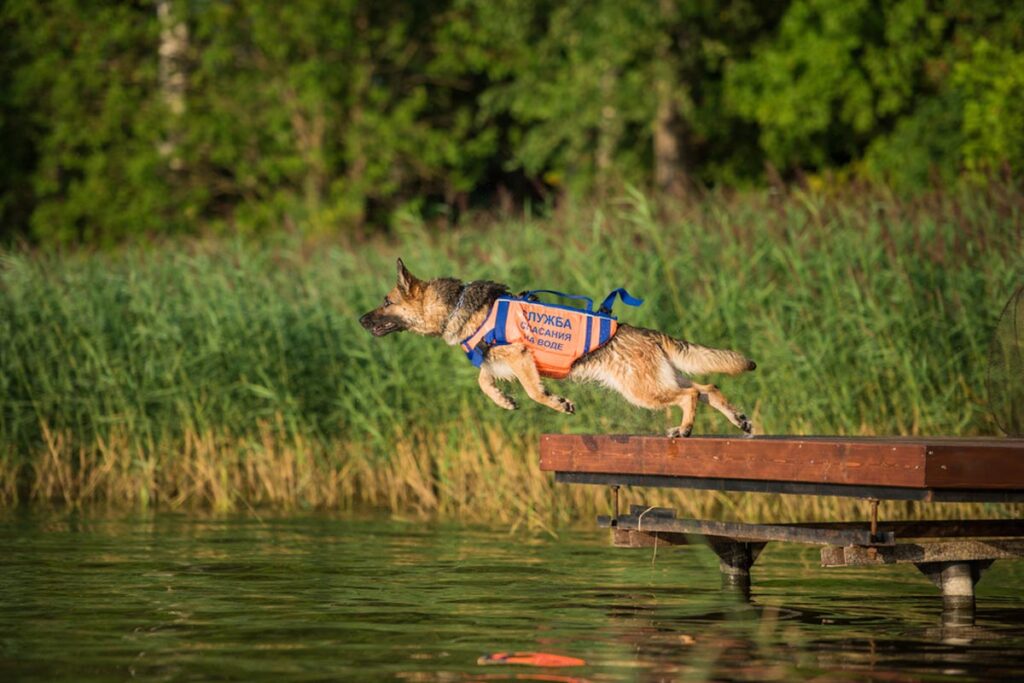 alaska-dog-works-search-and-rescue-dog-training-on-the-water-german-shepherd-service-dog