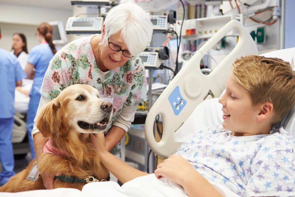alaska-dog-works-therapy-dog-visiting-patients-in-hospital-after-training