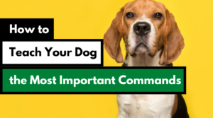How to teach your dog the most important dog training commands alaska dog works