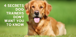 4 secrets dog trainers dont want you to know