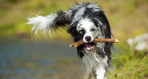 Where is the best place to train my dog?