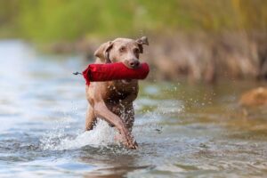how to deal with natural prey drive in dogs