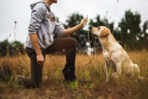 Top 3 Dog Training Reward Methods