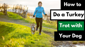 How to do a turkey trot 5k with your K9 buddy alaska dog works